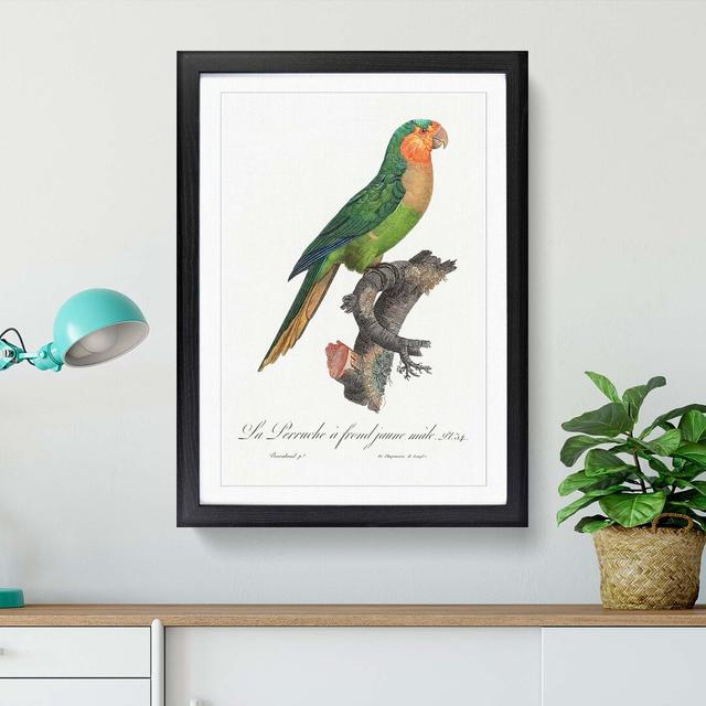 Yellow-Headed Amazon Parrot by F. Levaillant - Picture Frame Graphic Art Print East Urban Home Size: 48cm H x 36cm W x 2cm D, Frame Option: Black Fram on Productcaster.