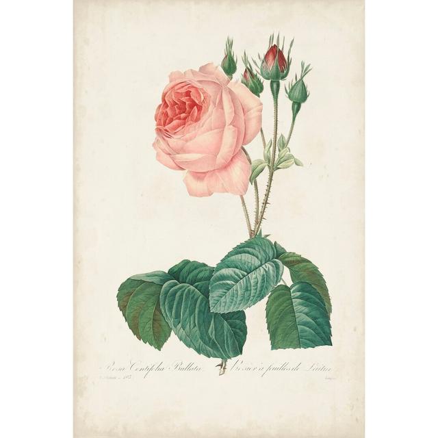 Vintage Redoute Roses I - Wrapped Canvas Painting August Grove Size: 91cm H x 61cm W on Productcaster.