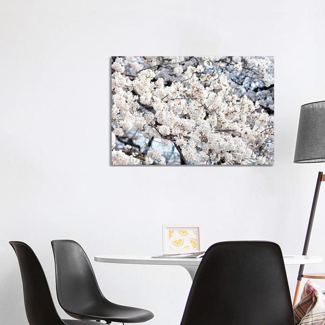 Sakura Cherry Blossoms II by Philippe Hugonnard - Wrapped Canvas Art Prints Latitude Run Size: 66.04cm H x 101.6cm W x 3.81cm D on Productcaster.