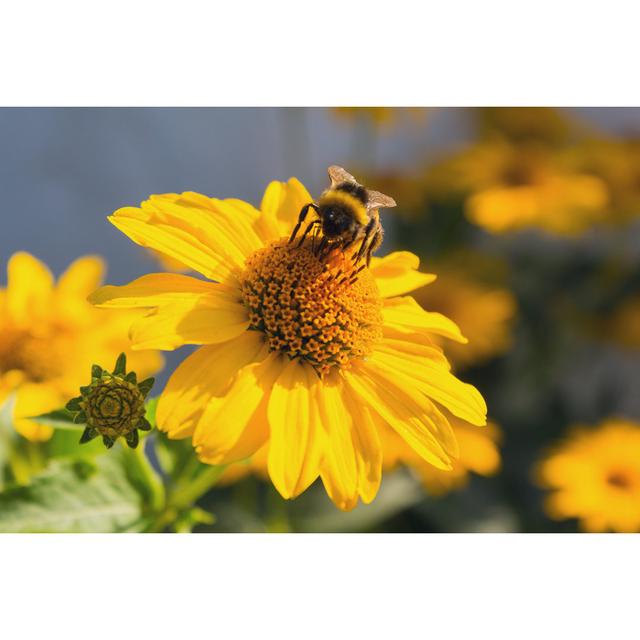 Balin Bee Pollinates Flower - Wrapped Canvas Photograph Brambly Cottage Size: 81cm H x 122cm W x 3.8cm D on Productcaster.