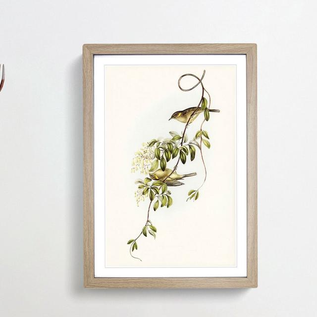 Fuscous Honeyeater Birds by Elizabeth Gould - Picture Frame Painting Print East Urban Home Frame Option: Oak Framed, Size: 36cm H x 27cm W x 2cm D on Productcaster.