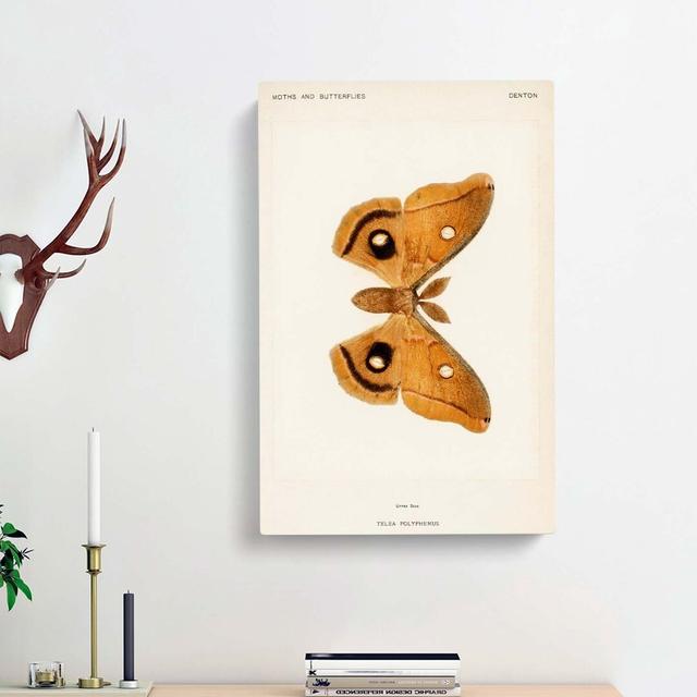 Polyphemus Moth by S.F. Denton - Wrapped Canvas Graphic Art Pint East Urban Home Size: 50cm H x 35cm W x 3cm D on Productcaster.