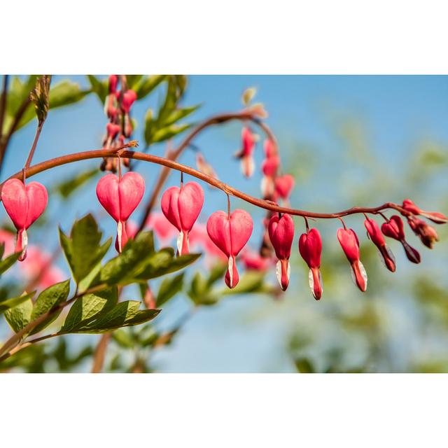 Bleeding Heart Flower by Splendens - Wrapped Canvas Photograph 17 Stories Size: 20cm H x 30cm W on Productcaster.