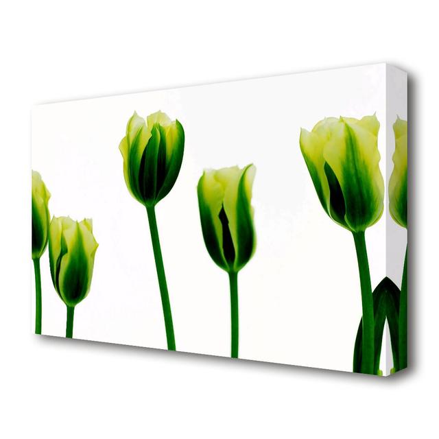 White Green Tulip Parade Flowers Canvas Print Wall Art East Urban Home Size: 35.6 cm H x 50.8 cm W on Productcaster.