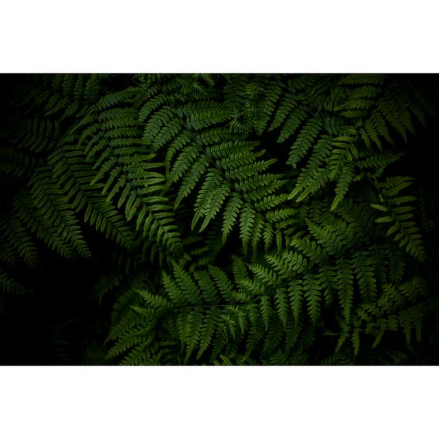 Fern Leaves by Jeja - No Frame Art Prints on Canvas Brambly Cottage Size: 51cm H x 76cm W on Productcaster.