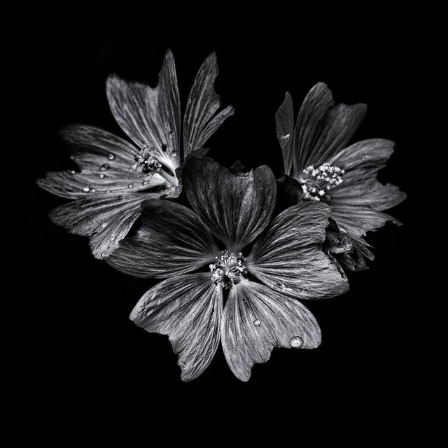 Black and White Flower Trio by Brian Carson - Wrapped Canvas Art Prints Latitude Run Size: 76cm H x 76cm W on Productcaster.