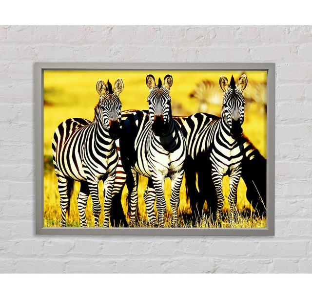 Curious Zebras - Single Picture Frame Art Prints on Canvas Bright Star Size: 84.1cm H x 118.9cm W x 3.3cm D on Productcaster.