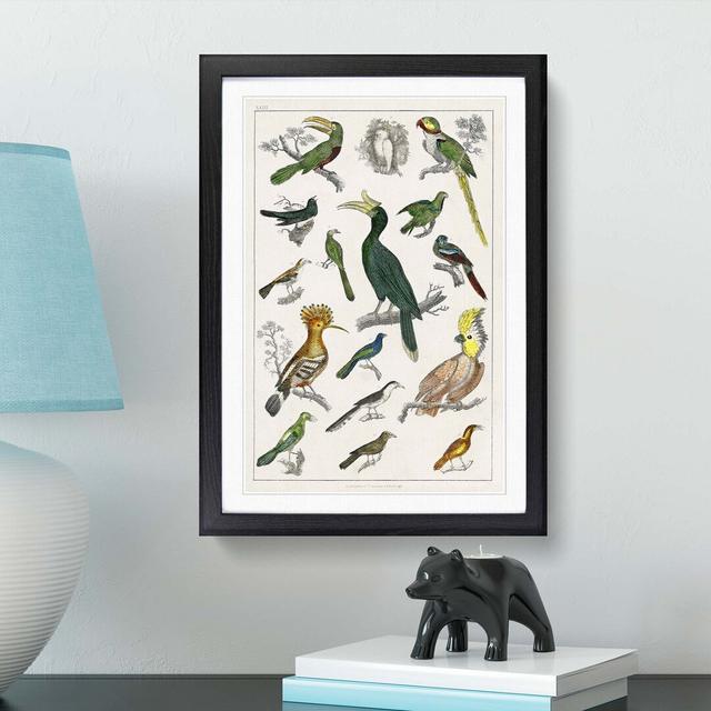 Collection of Birds XXIII by Oliver Goldsmith - Picture Frame Painting East Urban Home Frame Option: Black Framed, Size: 48cm H x 36cm W x 2cm D on Productcaster.