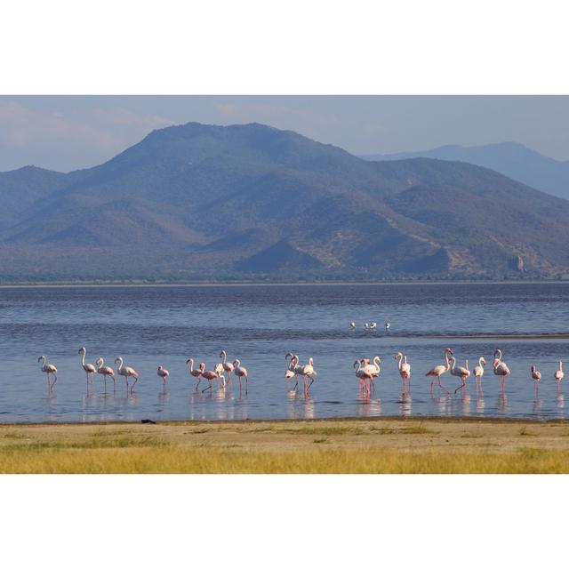 Flamingos In Lake Manyara Pergo Classics Size: 81cm H x 122cm W x 3.8cm D on Productcaster.