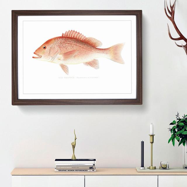 Red Snapper by Sherman F. Denton - Picture Frame Painting Print East Urban Home Frame Option: Walnut Framed, Size: 48cm H x 65cm W x 2cm D on Productcaster.