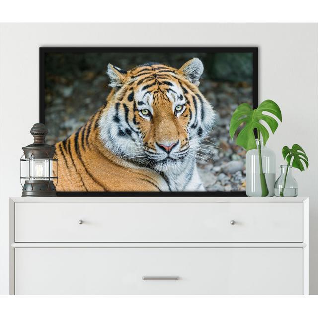 Gerahmtes Poster Magnificent Tiger ModernMoments Größe: 100 cm H x 70 cm B x 2.5 cm T on Productcaster.