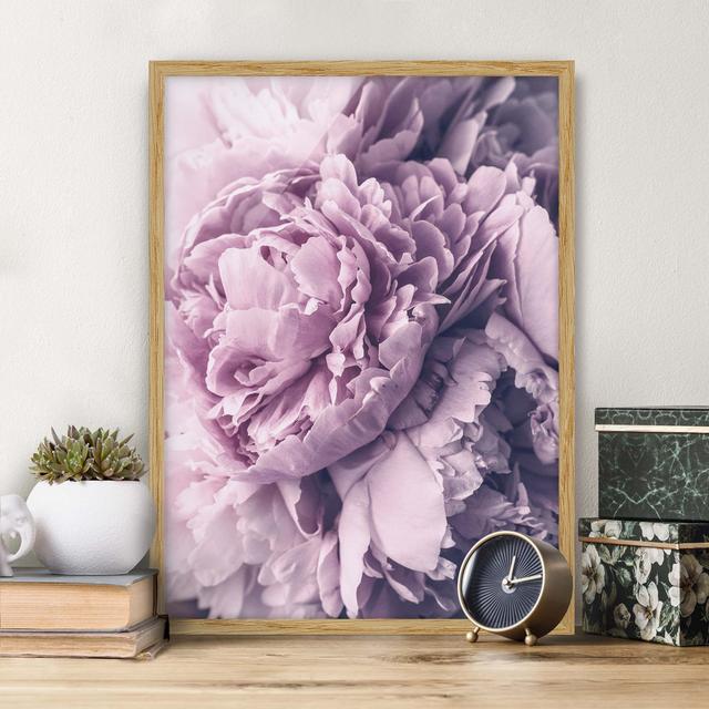 Purple Peony Flowers - Picture Frame Photograph Canora Grey Size: 40cm H x 30cm W x 2cm D, Framed Option: Brown Framed on Productcaster.