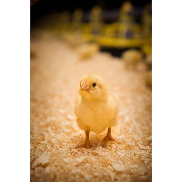 Cute Baby Chick by RyanJLane - No Frame Art Prints on Canvas 17 Stories Size: 46cm H x 30cm W on Productcaster.