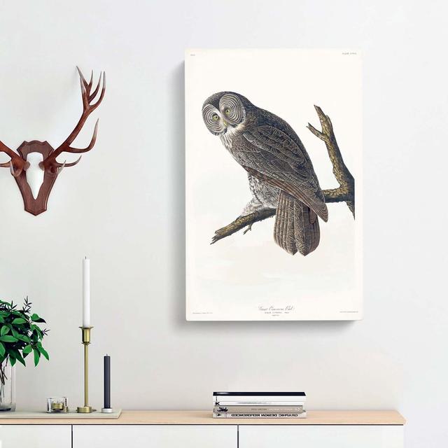 Great Cinereous Owl by John Audubon - Wrapped Canvas Painting East Urban Home Size: 60cm H x 40cm W x 3cm D on Productcaster.