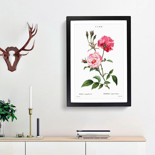 Ever-blowing Pink Roses by Pierre-Joseph Redoute - Picture Frame Painting Print East Urban Home Size: 65cm H x 48cm W x 2cm D, Frame Option: Black Fra on Productcaster.