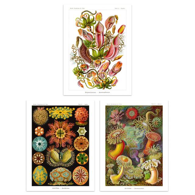 Haeckel Colourful Vintage Illustrations Plant Anemone Study - 3 Piece No Frame Print Set Marlow Home Co. Size: 40.5cm H x 30.5cm W x 0.3cm D on Productcaster.