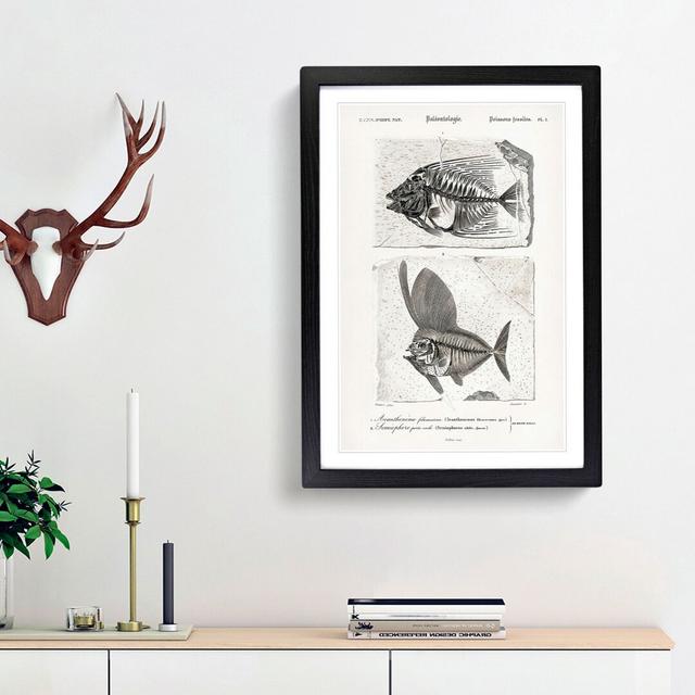 Fish Fossil Illustrations PL. L by Charles D'Orbigny - Picture Frame Painting Print East Urban Home Size: 48cm H x 36cm W x 2cm D, Frame Option: Black on Productcaster.