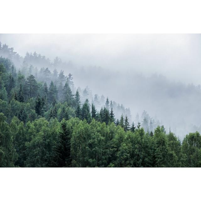 Colver Pine Trees On Mountain In Mist - Wrapped Canvas Photograph Alpen Home Size: 81cm H x 122cm W x 3.8cm D on Productcaster.