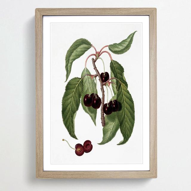 Hard-fleshed Cherry Tree by Giorgio Gallesio - Picture Frame Painting Print East Urban Home Frame Option: Oak Framed, Size: 48cm H x 36cm W x 2cm D on Productcaster.