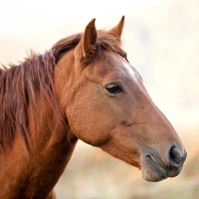 Horses Head Isolated By Sunset by LukaTDB - No Frame Print on Canvas Natur Pur Size: 76cm H x 76cm W on Productcaster.