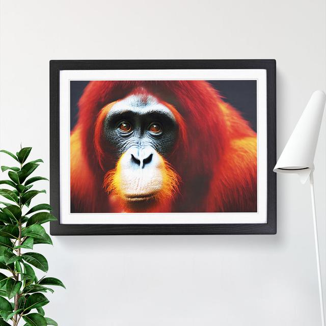 Enlivening Orangutan - Single Picture Frame Print 17 Stories Size: 25cm H x 34cm W x 2cm D, Frame Colour: Black on Productcaster.