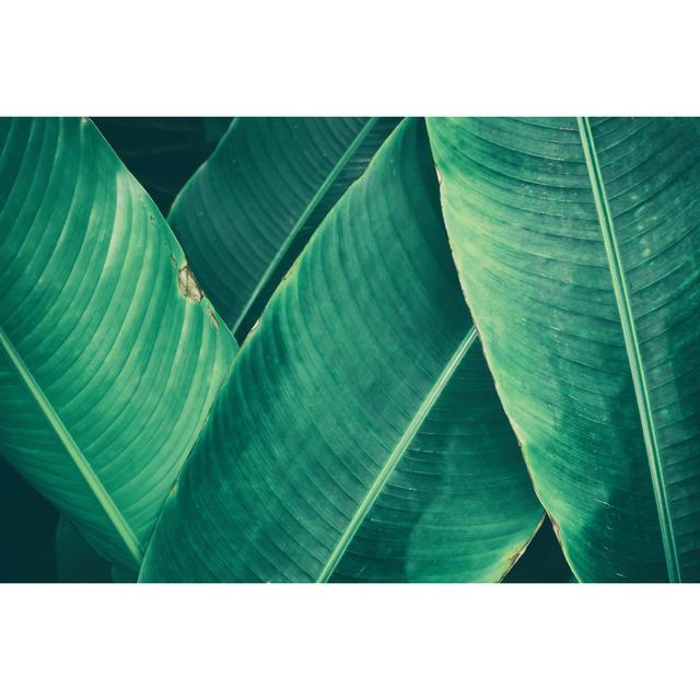 Tropical Leaf, Dark Green Foliage For Backgrounds - Wrapped Canvas Print 17 Stories Size: 51cm H x 76cm W on Productcaster.