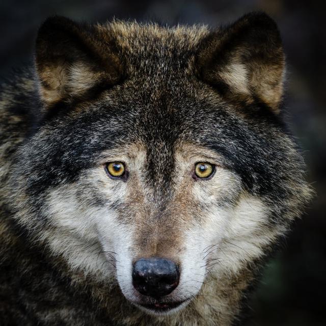 Wolf Close-up by JohanSjolander - No Frame Art Prints on Canvas Alpen Home Size: 122cm H x 122cm W on Productcaster.