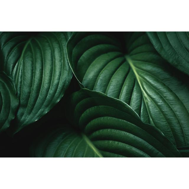 Green Leaves Background - Print 17 Stories Size: 81cm H x 122cm W x 3.8cm D on Productcaster.