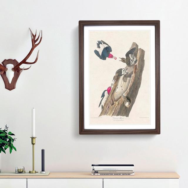 Red-Headed Woodpeckers by John James Audubon - Picture Frame Painting Print East Urban Home Size: 36cm H x 27cm W x 2cm D, Frame Option: Walnut Framed on Productcaster.