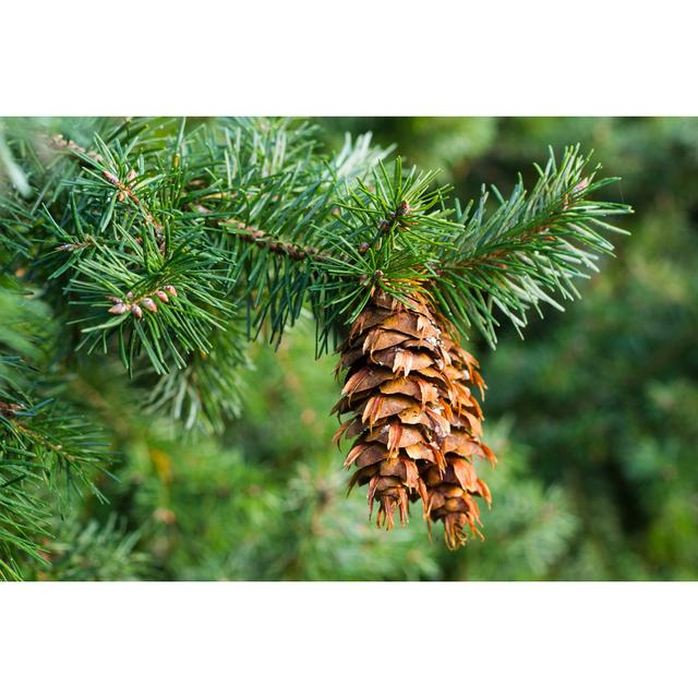 Douglas Fir Cones by Srekapi - Wrapped Canvas Photograph 17 Stories Size: 30cm H x 46cm W on Productcaster.