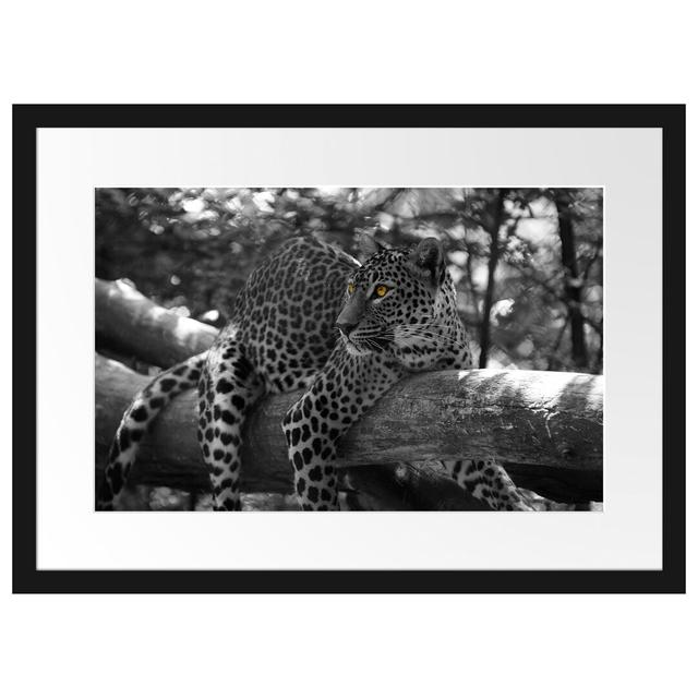 Gerahmtes Poster Liegender Leopard auf Ast East Urban Home Größe: 40 cm H x 55 cm B on Productcaster.