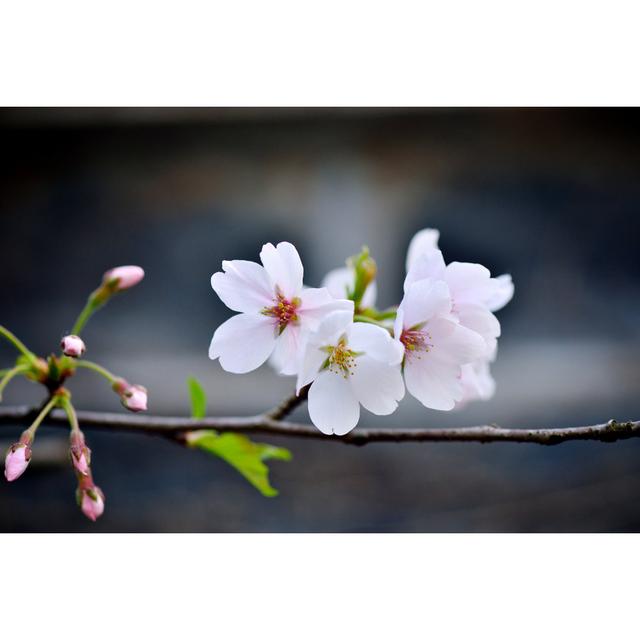 White Cherry Blossoms by Zorazhuang - No Frame Art Prints on Canvas 17 Stories Size: 81cm H x 122cm W on Productcaster.