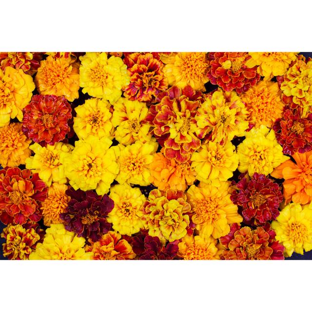 Marigold Flowers - Wrapped Canvas Photograph 17 Stories Size: 51cm H x 76cm W on Productcaster.