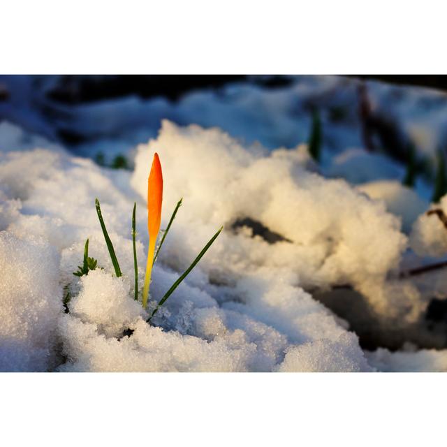 Yellow Crocuses In Snowy Garden by Sarra22 - No Frame Art Prints on Canvas 17 Stories Size: 51cm H x 76cm W on Productcaster.