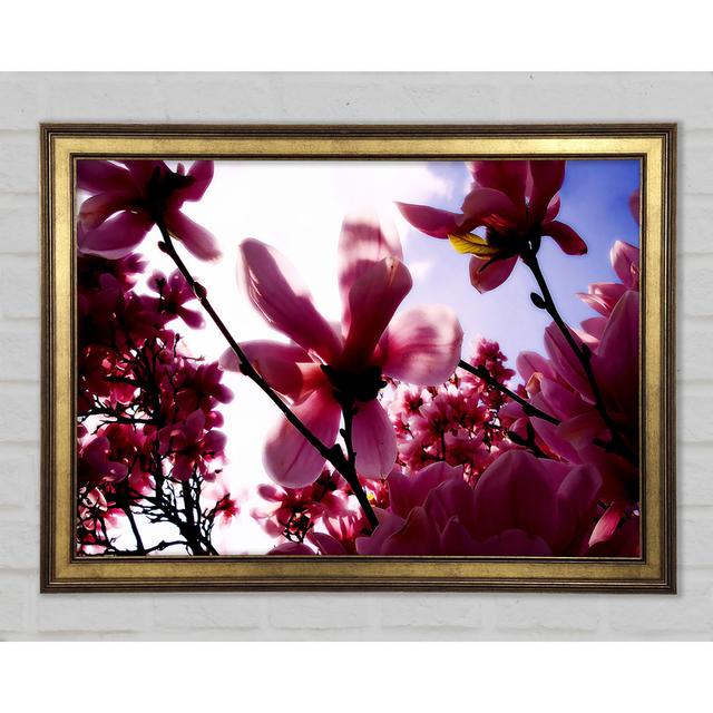 Pink Cherry Blossom In Sunlight Framed Print 17 Stories Size: 84.1cm H x 118.9cm W x 1.5cm D on Productcaster.