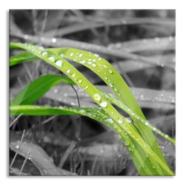 Blades Of Grass In The Morning Dew - No Frame Print on Glass Brayden Studio Size: 70cm H x 70cm W x 0.4cm D on Productcaster.