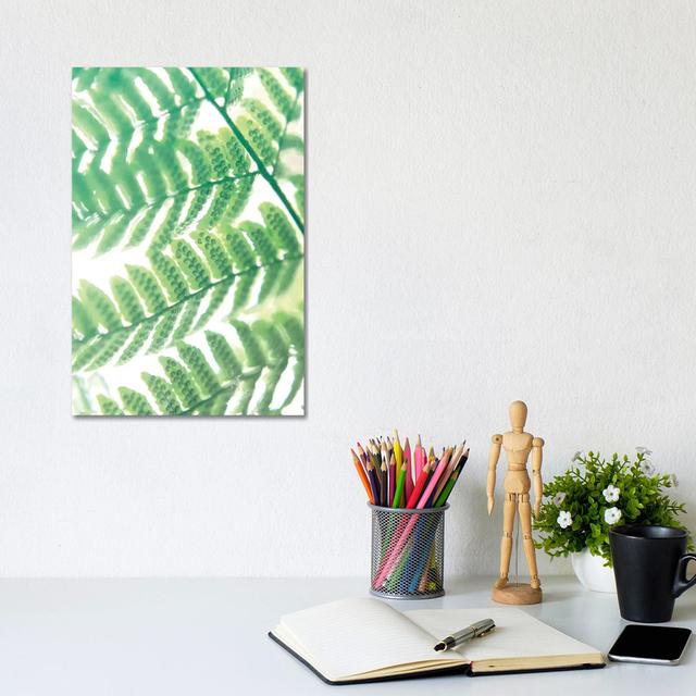 Fern Glow III by Jason Johnson - Wrapped Canvas Graphic Art Brambly Cottage Size: 30.48cm H x 20.32cm W x 1.905cm D on Productcaster.