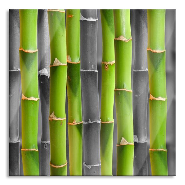 Fresh Green Bamboo - No Frame Print on Glass 17 Stories Size: 70cm H x 70cm W x 0.4cm D on Productcaster.