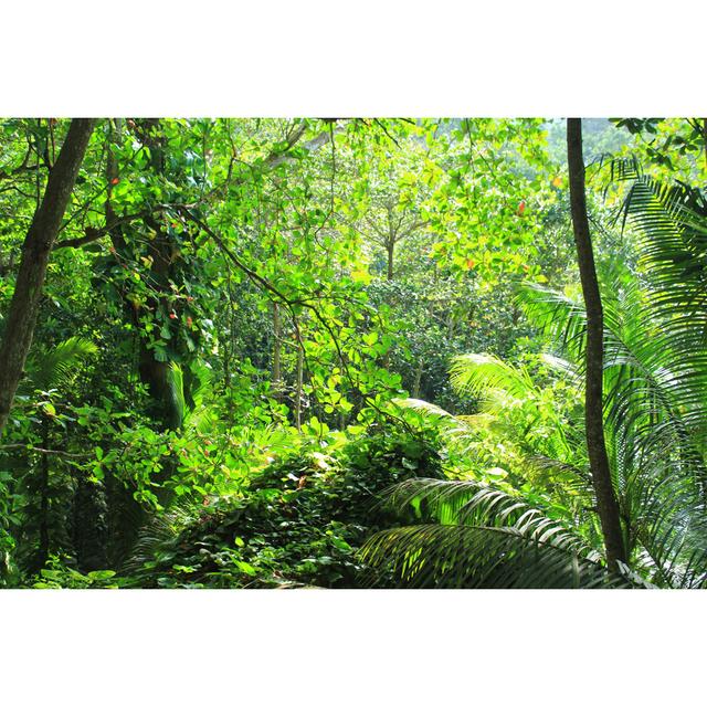 Jungle by NCA Images - Wrapped Canvas Photograph Union Rustic Size: 30cm H x 46cm W on Productcaster.