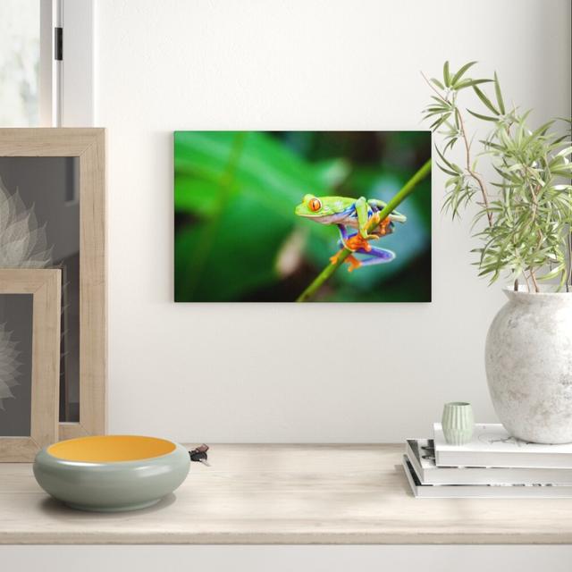 Leinwandbild ,,Grüner kleiner Frosch auf Ast", Fotodruck East Urban Home Größe: 70 cm H x 100 cm B on Productcaster.