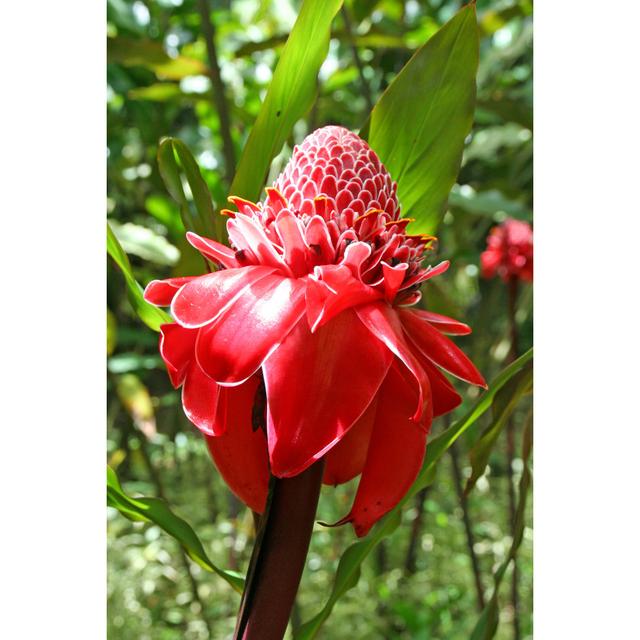 Ortie A Blossoming Red Flower - Wrapped Canvas Photograph Latitude Run Size: 30cm H x 20cm W x 3.8cm D on Productcaster.