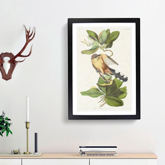 Mangrove Cuckoo by John Audubon - Picture Frame Painting Print East Urban Home Frame Option: Black Framed, Size: 65cm H x 48cm W x 2cm D on Productcaster.