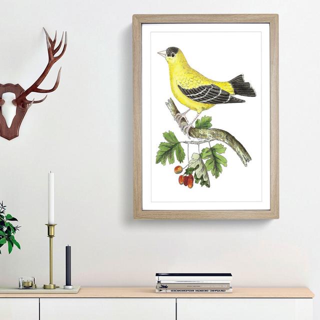 Golden Finch by George Shaw - Picture Frame Painting Print East Urban Home Frame Option: Oak Framed, Size: 48cm H x 36cm W x 2cm D on Productcaster.