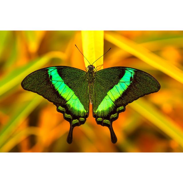 Swallowtail Butterfly by Tiorina - Wrapped Canvas Art Prints Brambly Cottage Size: 40cm H x 60cm W x 1.8cm D on Productcaster.