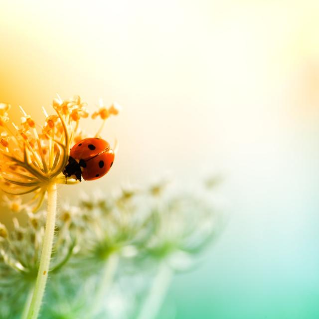 Ladybug During Sunset by Pawel.gaul - No Frame Art Prints on Canvas 17 Stories Size: 51cm H x 51cm W on Productcaster.