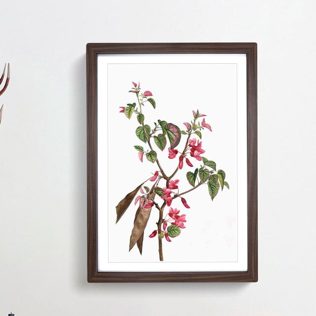 Pink Judas Tree Flowers by Pierre-Joseph Redoute - Picture Frame Painting Print East Urban Home Frame Option: Walnut Framed, Size: 65cm H x 48cm W x 2 on Productcaster.