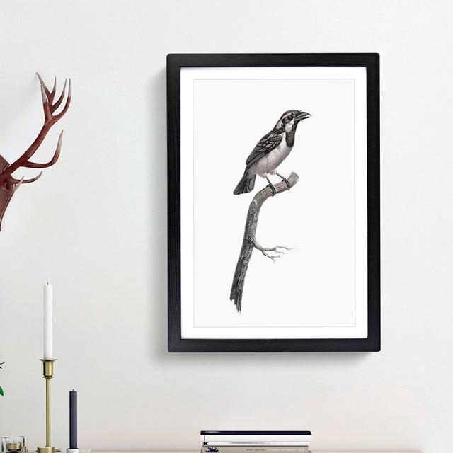 Black-Throated Sparrow Bird by Jacques Barraband - Picture Frame Painting Print East Urban Home Frame Option: Black Framed, Size: 36cm H x 27cm W x 2c on Productcaster.