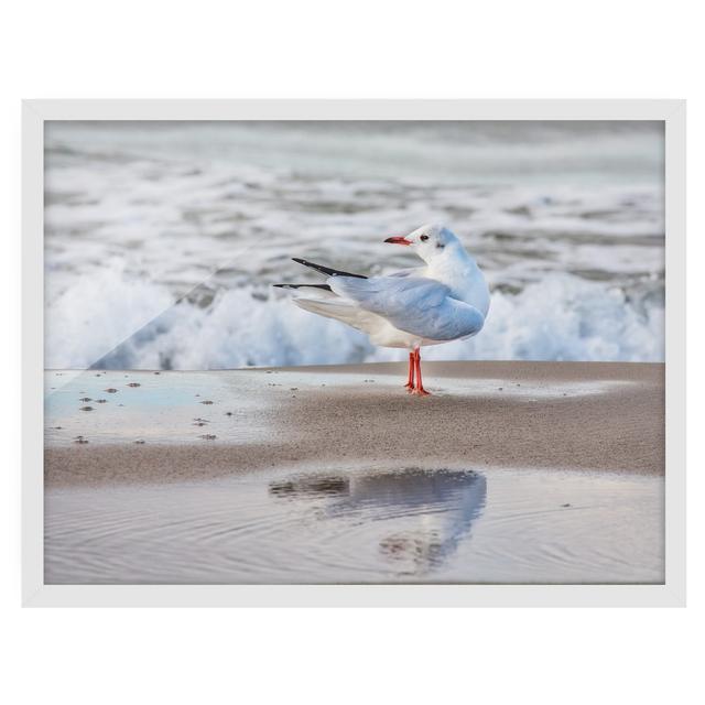 Picture With Frame - Seagull On Beach In Front Of Sea - Landscape 3:4 Highland Dunes Size: 50cm H x 70cm W x 2cm D, Frame Option: White on Productcaster.