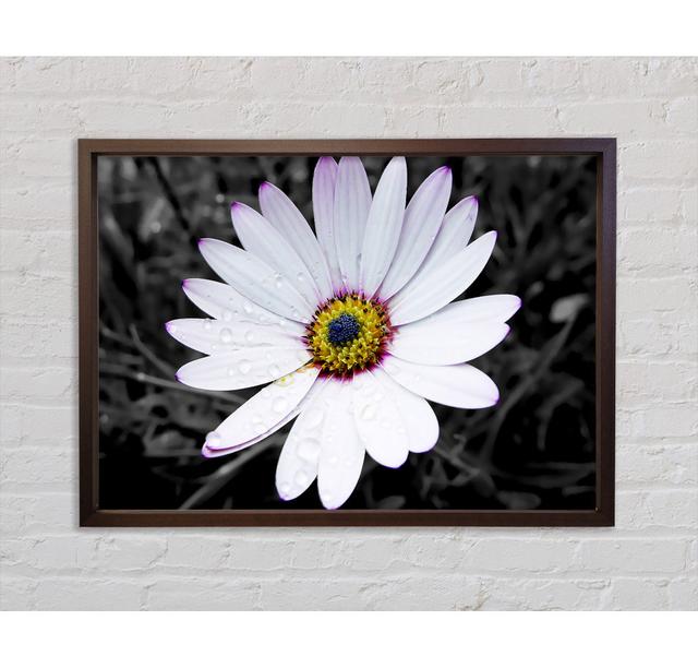 Daisy On B N W - Single Picture Frame Art Prints on Canvas Bright Star Size: 59.7cm H x 84.1cm W x 3.3cm D on Productcaster.