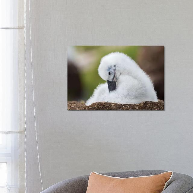 Black-Browed Albatross Chick on Tower-Shaped Nest, Falkland Islands. by Martin Zwick - Wrapped Canvas Art Prints Latitude Run Size: 45.72cm H x 66.04c on Productcaster.